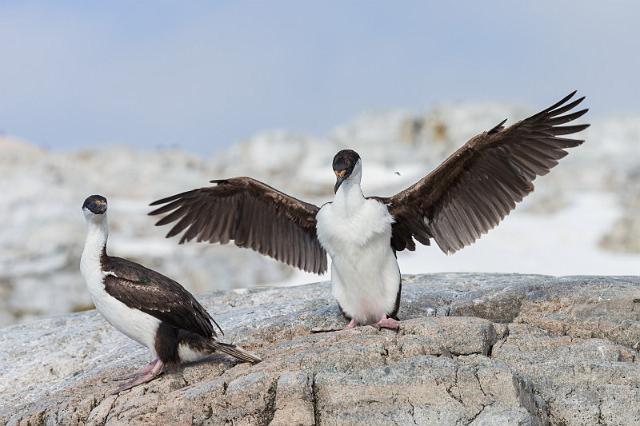 093 Antarctica, Cierva Cove, blauwoogaalscholvers.jpg